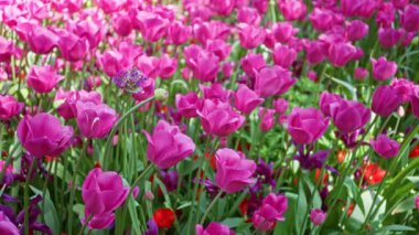 Hollanda 'nın yemyeşil bir bahçesinde bol bol açan canlı pembe laleler, renkli çiçekler ve yeşil yapraklar denizinin ortasındaki Hollanda çiçeklerinin güzelliğini gözler önüne seriyor..