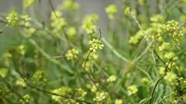 Torrevieja 'da küçük sarı çiçekli yeşil bitkiler, güneşli bir günde İspanya, canlı doğa ve açık hava manzarası.