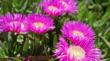Güneşli torrevieja, İspanya 'da, parlak taç yapraklarını ve açık havada yemyeşil yapraklarını sergileyerek çiçek açan carpobrotus edulis' in canlı pembe çiçekleri
