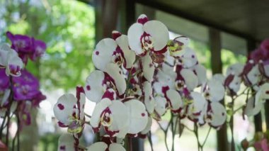 Phalaenopsis orkideleri, Hollanda 'daki bir bahçe ortamında, narin güzellik ve zarafeti somutlaştıran, çarpıcı beyaz ve macenta çiçekleri sergiliyor..