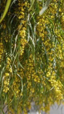 Altın gerdan çiçekleri Torrevieja, İspanya 'da güneşli bir zemin üzerinde zarif bir şekilde çağlayarak akasya pycnantha' nın doğal güzelliğini gözler önüne seriyor..