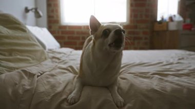 Chihuahua neşeli bir şekilde güneşli bir yatak odasında havlıyor tuğla duvar ve parlak pencereli..