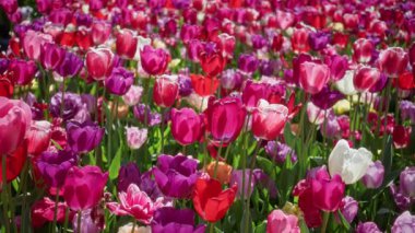 Hollanda 'daki canlı lale sahasında gündüz vakti bahçenin bahçesinde doğanın güzelliğini ve çeşitliliğini gösteren tam güneş ışığında renkli bahar çiçekleri sergileniyor.