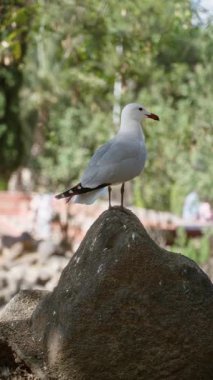 Güneşli bir günde, yemyeşil yeşilliklerin ortasında bir kayanın üzerine tünemiş martı beyaz tüylerini ve çevresini sergiliyordu..