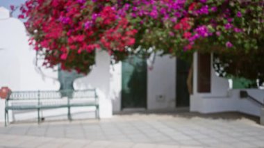 Beyaz binaların bulanık arka planı ve Ianzarote, Kanarya Adaları 'nda canlı pembe çiçekleri olan bir kadın dışarıda yürüyor..