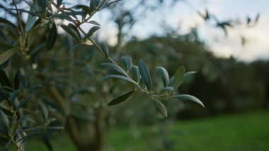 Mallorca, İspanya 'da sakin bir açık havada yeşil yapraklı zeytin dalları, sakin bir manzarada Akdeniz bitkisinin özünü yakalıyor..