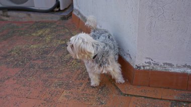 Yorkshire Teriyeri tuğla kiremitler ve beyaz duvarlarla açık terası keşfediyor. Şehir binasının dışındaki güneşli bir günü vurguluyor..