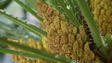 Torrevieja, İspanya 'da güneşli bir ortamda yeşil dikenli yapraklarla çevrili canlı çiçekler..