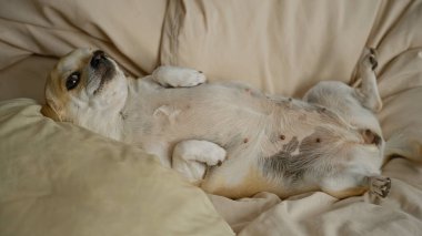 Chihuahua rahat bir şekilde rahat bir yatakta rahatça dinleniyor, sade bir ortamda küçük oyuncu köpek davranışları sergiliyor..