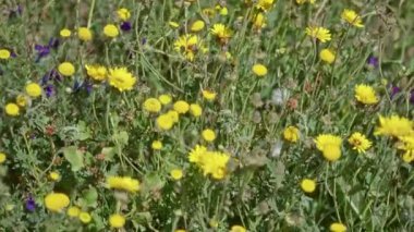 Güneşli Torrevieja 'da açan sarı kır çiçekleri, yemyeşil yapraklarla beslenen İspanya açık havada doğanın canlı renklerini gözler önüne seriyor.