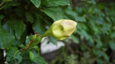 Kapalı solandra maxima çiçek tomurcuğu açık havada yemyeşil yapraklar ile doğal ortamda canlı renkler İspanya 'da dinginlik ve botanik güzelliği vurgular..