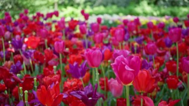 Hollanda 'da baharda açık havada renkli bir bahçede açan canlı laleler arka planda yemyeşil yeşermeler doğanın güzelliğini ve çiçek çeşitliliğini gözler önüne seriyor.