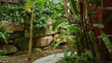 Topraksız tropikal bahçe, yemyeşil ve taş duvarlar lüks bir tatil köyünde barışçıl bir açık hava yaratıyor..