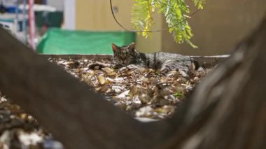 Ağaçların gölgesinde dinlenen kedi güneşli bir günde güneşli bir şehirde yeşil arka planda ve sakin manzarayı aydınlatan yumuşak doğal ışıkla çevrili..