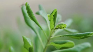 Güneşli Torrevieja İspanya 'da açık havada küçük siyah lekeli yeşil yapraklar, canlı ve bereketli bir çevrede doğal dokular ve botanik detaylar sergiliyor..