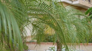 Güneşli Torrevieja İspanya 'da açık havada yeşil palmiye yaprakları bulanık bina zeminine karşı verimli tropikal bitki yaşamı sergiliyor.