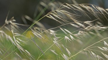 Güneş ışığı altındaki yabani otlar, Torrevieja, İspanya 'da bulanık yeşil bir arka planda yavaşça sallanarak doğanın güzelliğini yakalar..