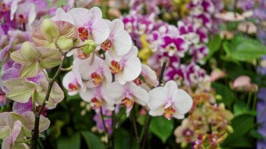 Orkide canlı bahçede çiçek açar. Amsterdam 'da açık havada renkli çiçek dizileri sergiler.