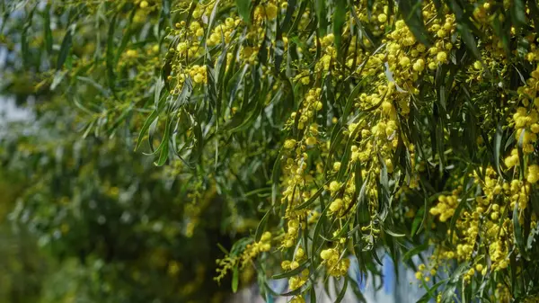 Akasya anlaşması Torrevieja 'nın güneşli gökyüzünün altında yemyeşil bir doğa ve açık hava güzelliğini gözler önüne sererek çiçek açar..