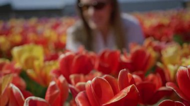 Hollanda, Lisse 'de canlı lalelerin arasında gülümseyen bir kadın doğaya dalmış renkli çiçeklerle neşeli bir an sergiliyor..
