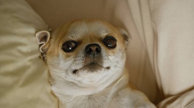 Chihuahua köpeği, yumuşak bir yatakta rahatça dinleniyor. Huzurlu ve rahat bir ev atmosferi sergiliyor..