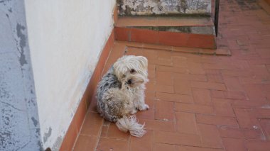 Köpekler güneşli bir terasta terasta teras döşemeleri ile dinleniyorlar, sakin bir bina atmosferi sergiliyorlar..