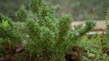 Açık havada, Mallorca, İspanya 'da yoğun iğne benzeri yapraklarla dolu yeşil bir çalı, verimli doğal büyüme ve canlı yeşillik sergiliyor..