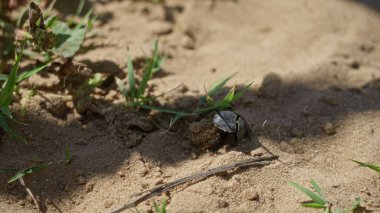 Böcek parlak güneşin altındaki kumlu arazide seyrüsefer yapar. Etrafı seyrek çimenler ve kuru kumlarla çevrilidir..