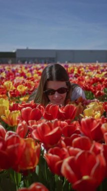 Lisse Hollanda 'daki canlı lalelerin arasında gülümseyen bir kadın esmer güzelliği ve mavi gökyüzünün altındaki renkli çiçeklerle neşe ve bahar zamanlarını gösteriyor doğanın ihtişamını yansıtıyor.