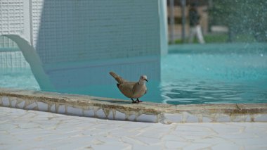Kaplumbağa güvercin güneşli gökyüzünün altında berrak mavi bir havuz kenarında duruyor. Huzurlu bir ortamda sakin ve doğal bir güzellik sergiliyor..