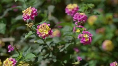Canlı lantana camara çiçekleri güneşli İspanyol gökyüzünün altında açar, açık havada yemyeşil bir arka planda pembe ve sarı renklerini sergilerler..