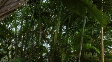 Yoğun tepe örtüsü arasından süzülen güneş ışığıyla yemyeşil tropikal bitki örtüsü açık havada egzotik İspanyol florası sergiliyor..