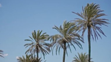 Güneşli Torrevieja, İspanya 'da açık mavi gökyüzüne doğru uzanan görkemli hurma palmiyeleri, canlı açık hava akdeniz atmosferini vurguluyor..