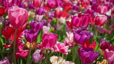 Hollanda 'daki canlı lale tarlasında ilkbaharda açık havada güneş ışığı altında pembe, mor ve kırmızı çiçekler yeşeriyor..