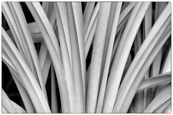 Foto Blanco Negro Planta Suculenta Hoja Grande Creando Una Textura —  Fotos de Stock