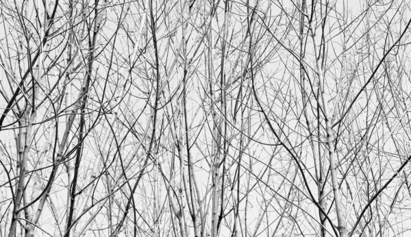 Zweige Wald Bilden Einen Natürlichen Strukturierten Hintergrund Schwarz Weiß Foto — Stockfoto