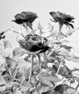 üç kırmızı gül siyah ve beyaz fotoğraf