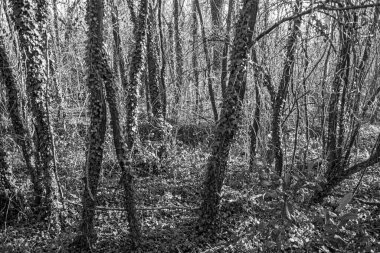 Sonbaharda bir ormanın çalılıklarının siyah beyaz fotoğrafı