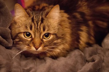 Güzel beyaz ve gri bir kedi küçük süslü bir pencereden içeri bakıyor.