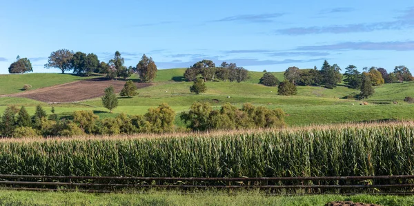 Corn Field Rural Landscape Panorama Waikato New Zealand — 图库照片