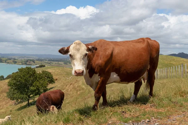 海の上の日当たりの良い牧草地での赤い牛の群れ放牧 — ストック写真