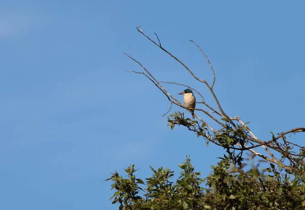 Птах Кінгфішер Сидить Гілці Дерева Рідний Птах Нової Зеландії Невеликий — стокове фото