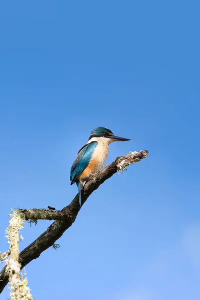 Kingfisher Птах Сидить Гілці Дерева Фоні Блакитного Неба — стокове фото