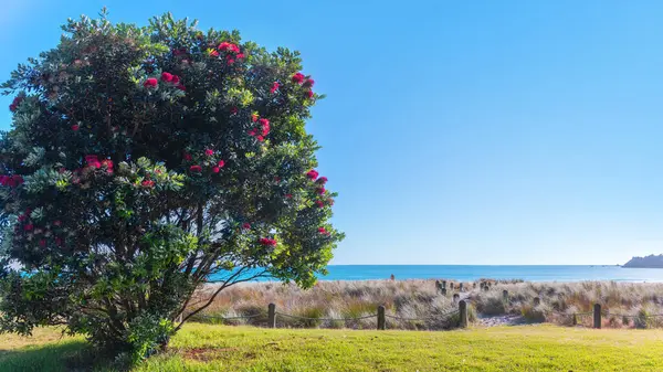 Pohutukawa Tree Metrosideros Excelsa Beach New Zealand Native Christmas Tree — Stock Photo, Image