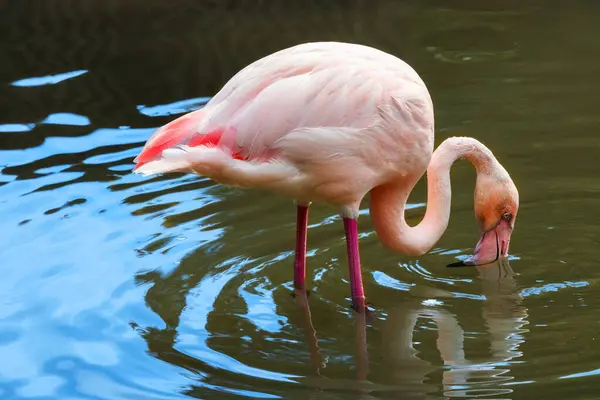 Rózsaszín Flamingó Kíváncsi Tápláló Vízben Stock Kép