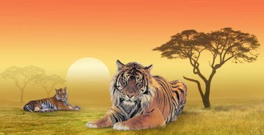  Sabah güneşi altında iki kaplan, kolaj.