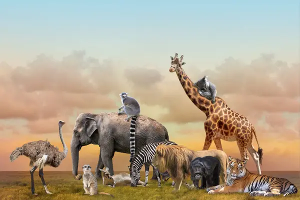 草原上的一群野生动物 免版税图库图片