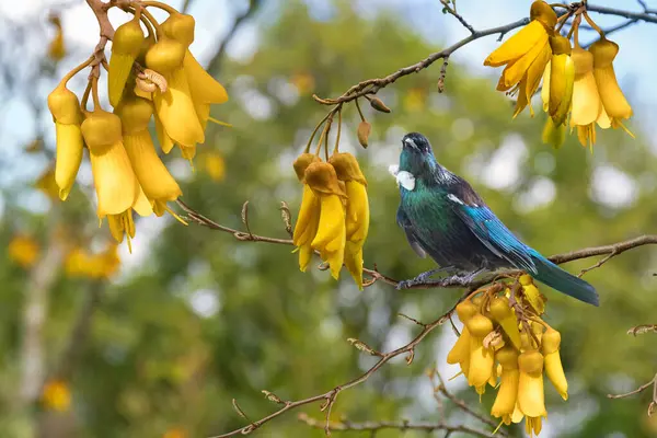 Nova Zelândia Pássaro Nativo Tui Está Sentado Ramo Árvore Kowhai Fotos De Bancos De Imagens