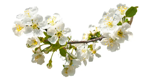 Fragment Blooming Cherry Branch Isolated White Background Clipping Path — Stock Photo, Image