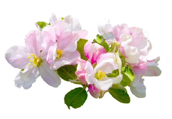 Fragment Kwitnącej Gałęzi Jabłoni Odizolowany Białym Tle Ścieżką Wycinania — Zdjęcie stockowe